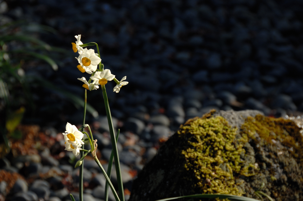 瑞泉寺の白小花…２