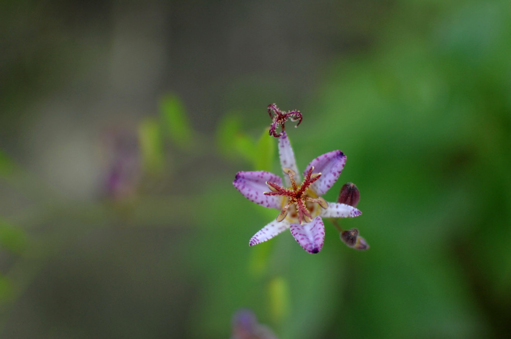鎌倉・古刹の秋花２…