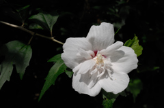 古刹に咲く白花…１
