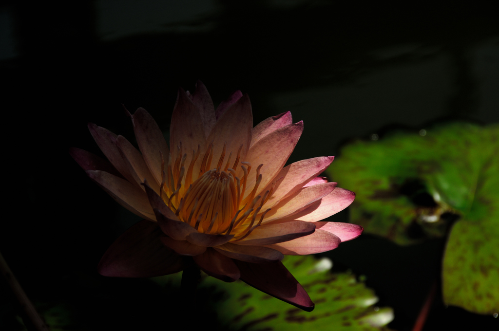 水面の艶花…２