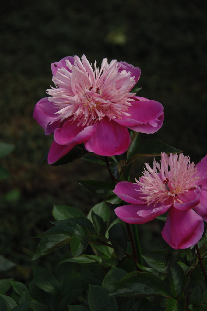 名刹に開く艶花…１
