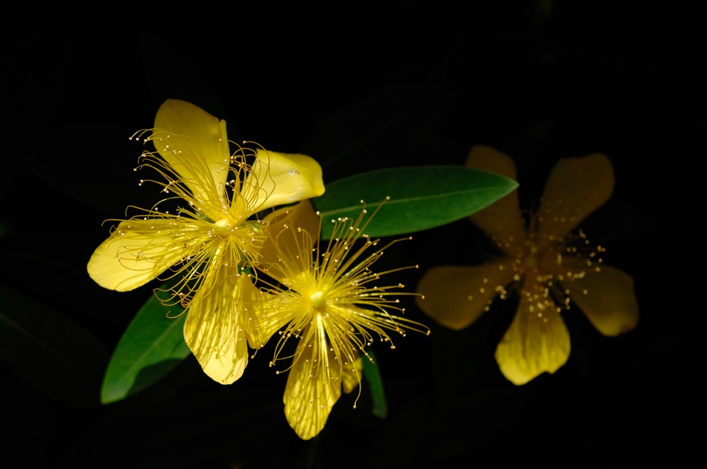 梅雨晴の黄金花…１