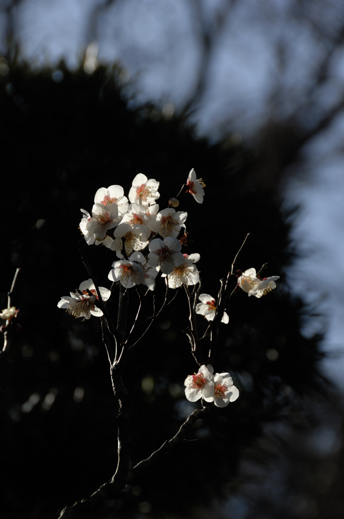寒中の白花…２