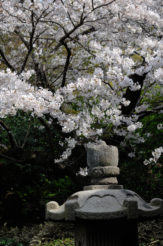 海辺の寺桜…１