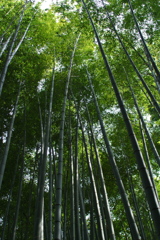 竹寺 報国寺・竹庭２…