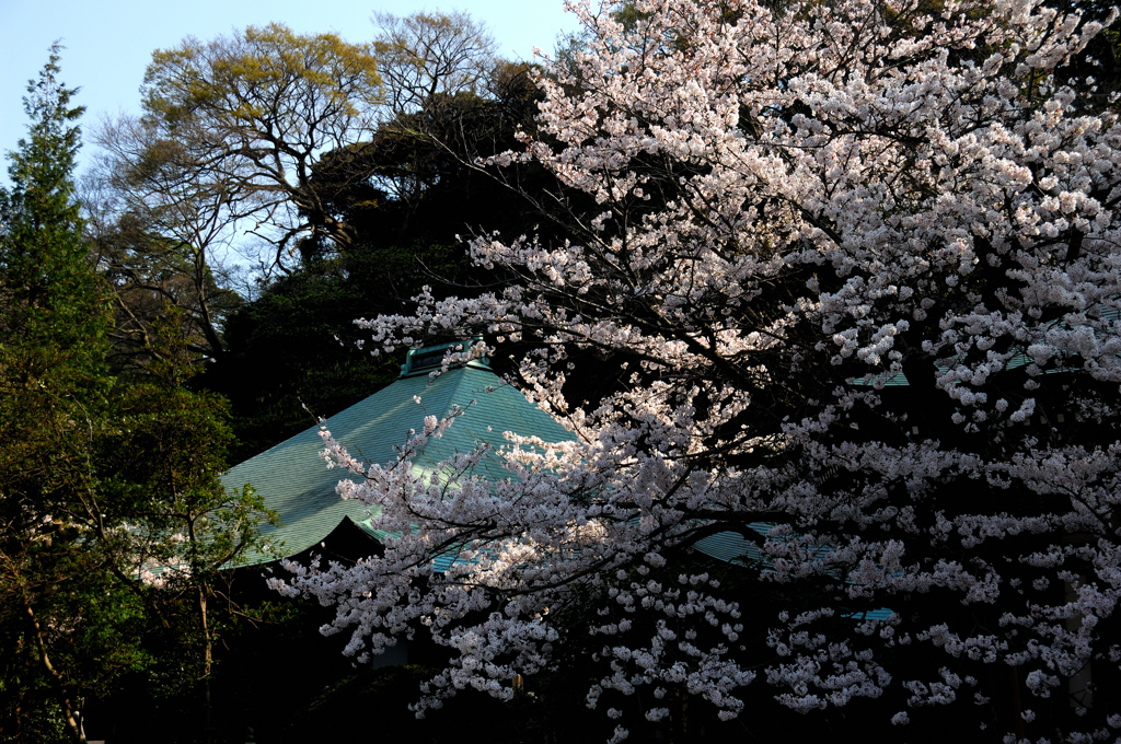 古都の薄桜色…６