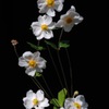 神無月の白花…