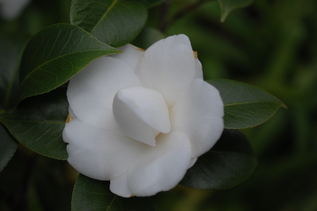 春庭の花…３