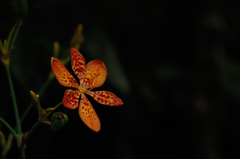 花寺の赤緋模様…