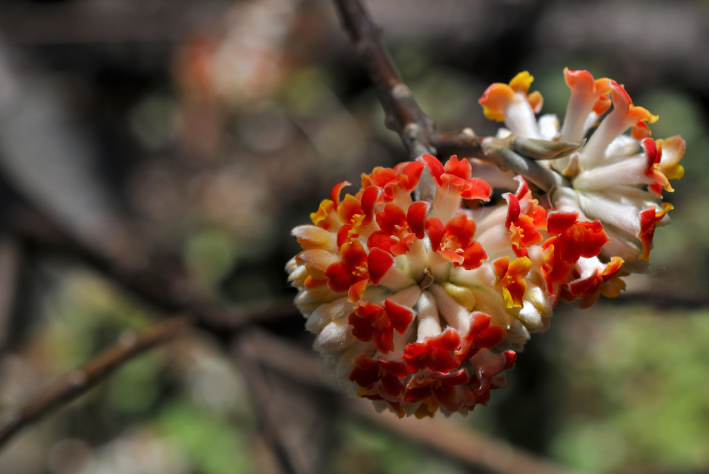 名刹の輝花…２