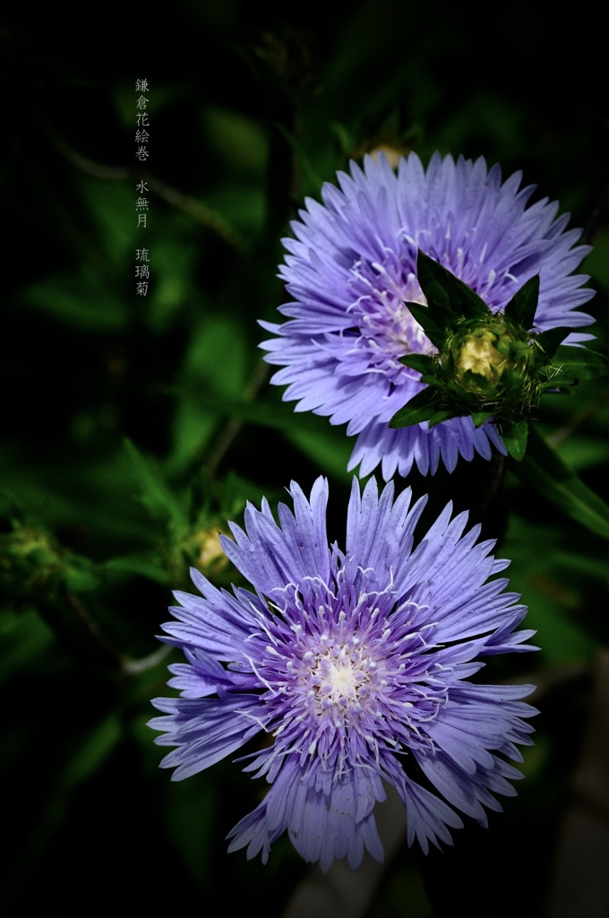 鎌倉花絵巻…水無月４