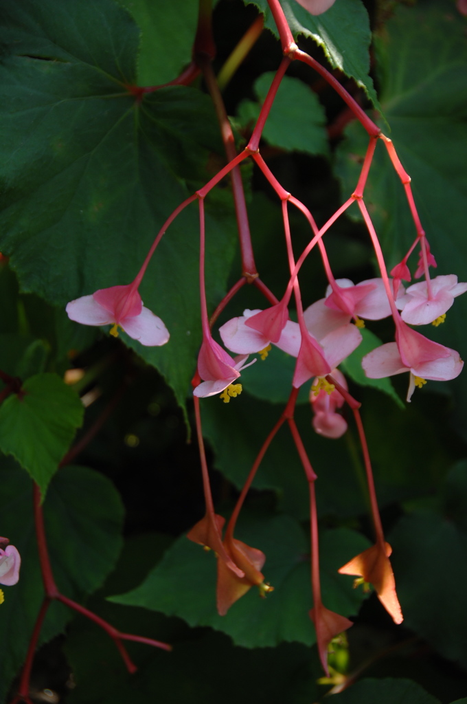 鎌倉の薄紅色…