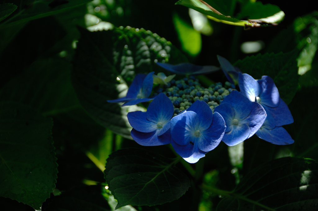 暦山の花模様…３