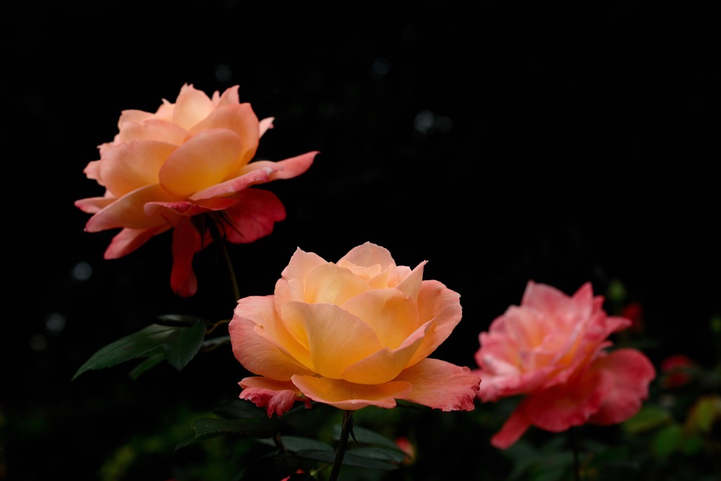 秋雨の麗花…４