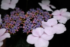 古都の紫陽花便り…10