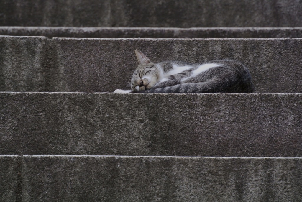 護国寺の眠り猫２