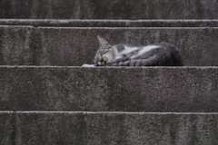 護国寺の眠り猫２