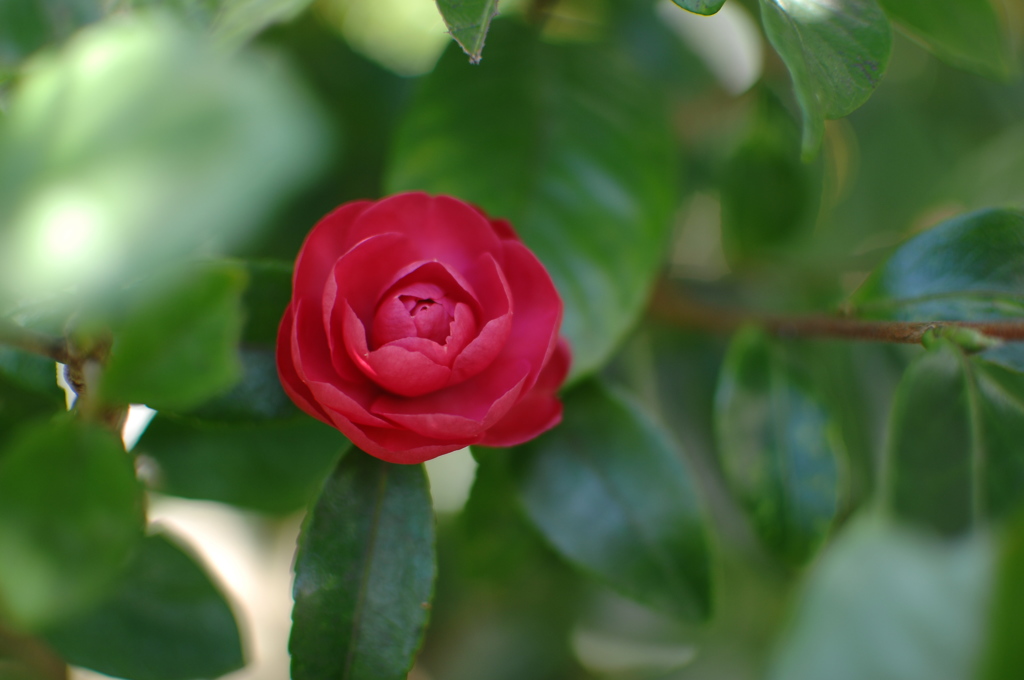 葉陰に深緋色…