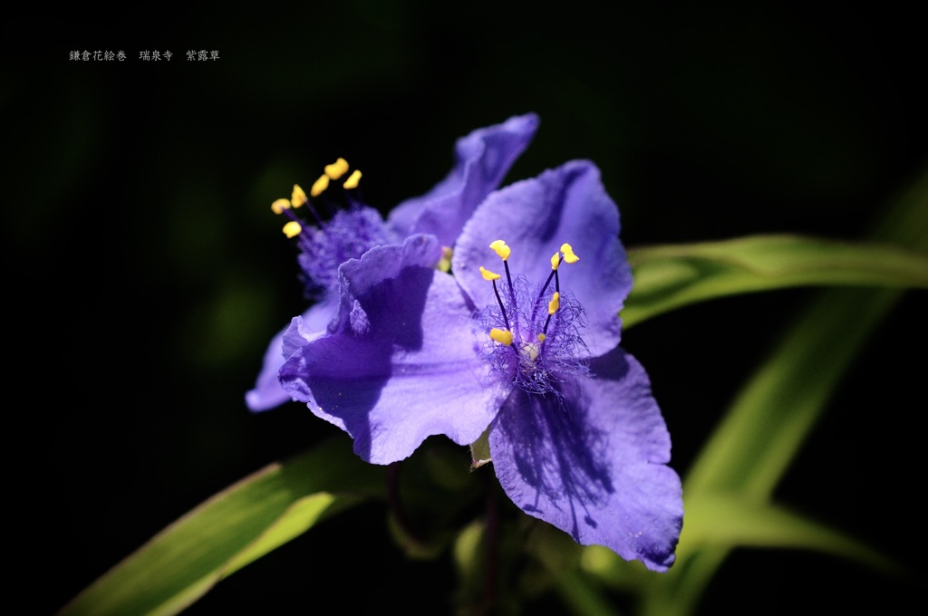 鎌倉花絵巻…水無月７