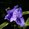 鎌倉花絵巻…水無月７