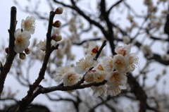 駆け込み寺の象牙色…２