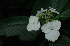 古都の紫陽花便り…９