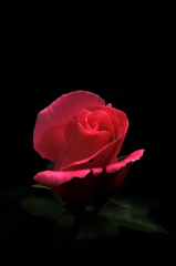 秋の華色…15