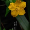 春告の山吹色…