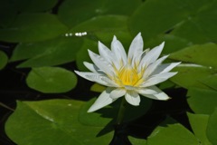 水面の彩り…６