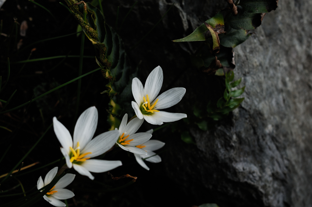 秋寺の白花…２