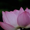 古代の文様…