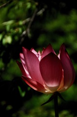 寺庭の燈明…
