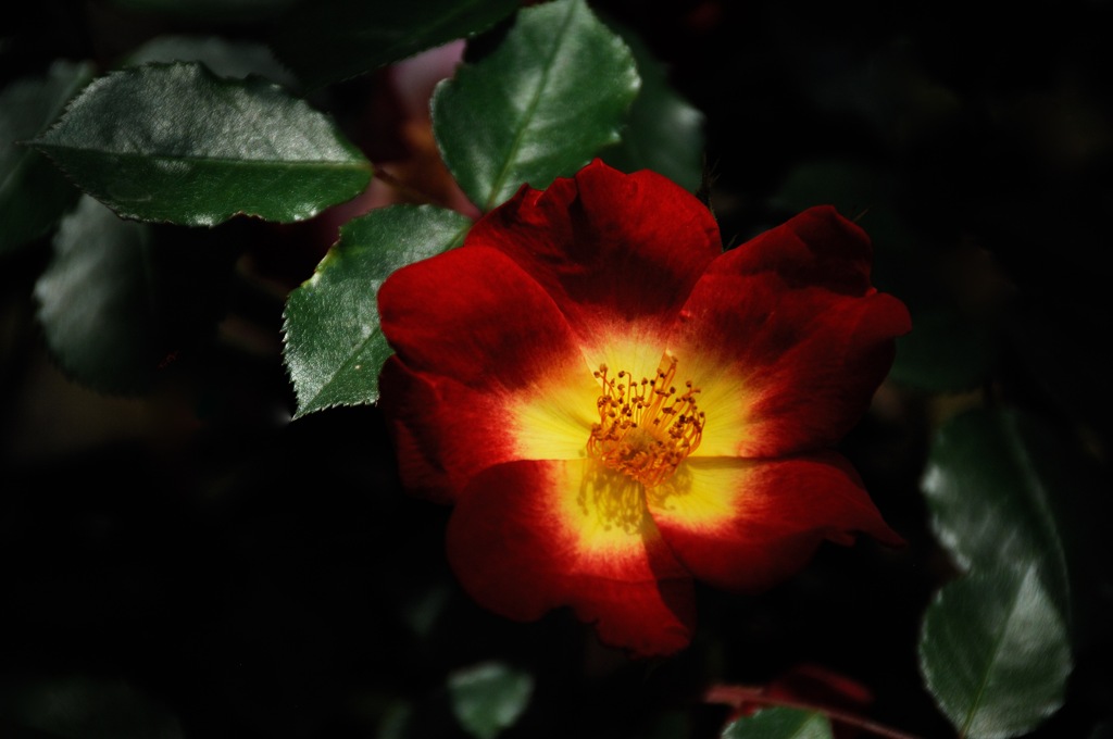 春陽の麗花…６