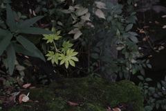 旧安田庭園・池周り…