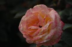 秋空の薔薇４…