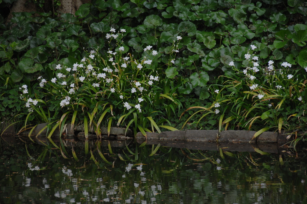 池映りの藍白色…