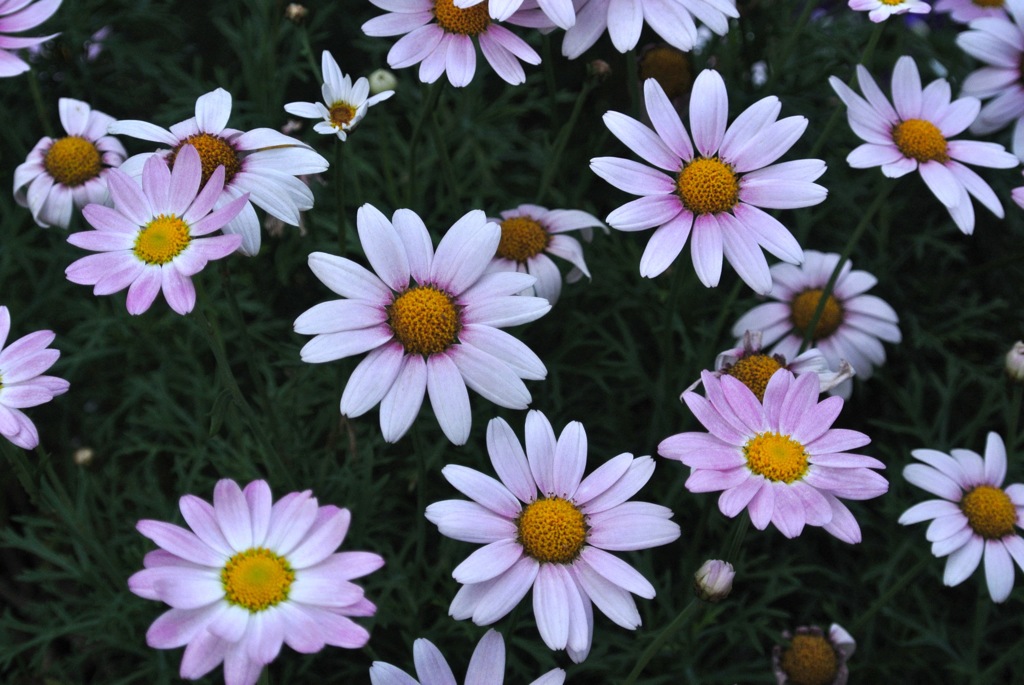 マーガレット…