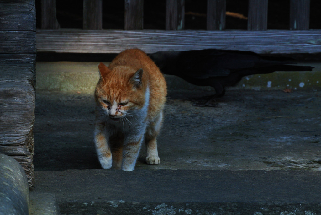 鎌倉・妙本寺の主