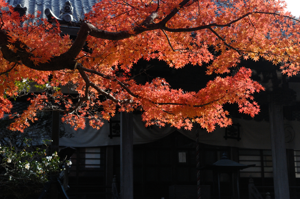 日蓮の紅景色…２