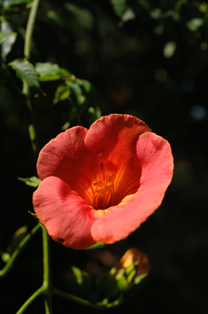 古刹の赤花…２