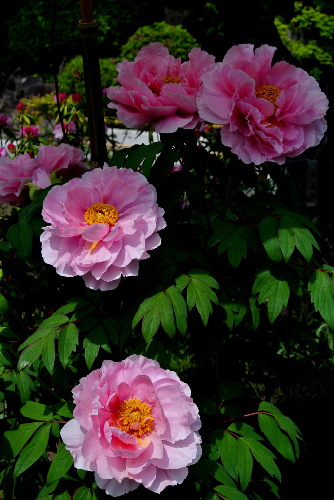 鎌倉・長谷寺４