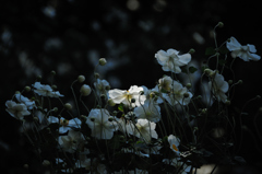 神無月の禅花…２
