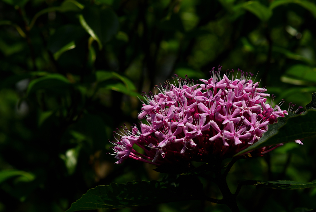 鎌倉の赤小花…２