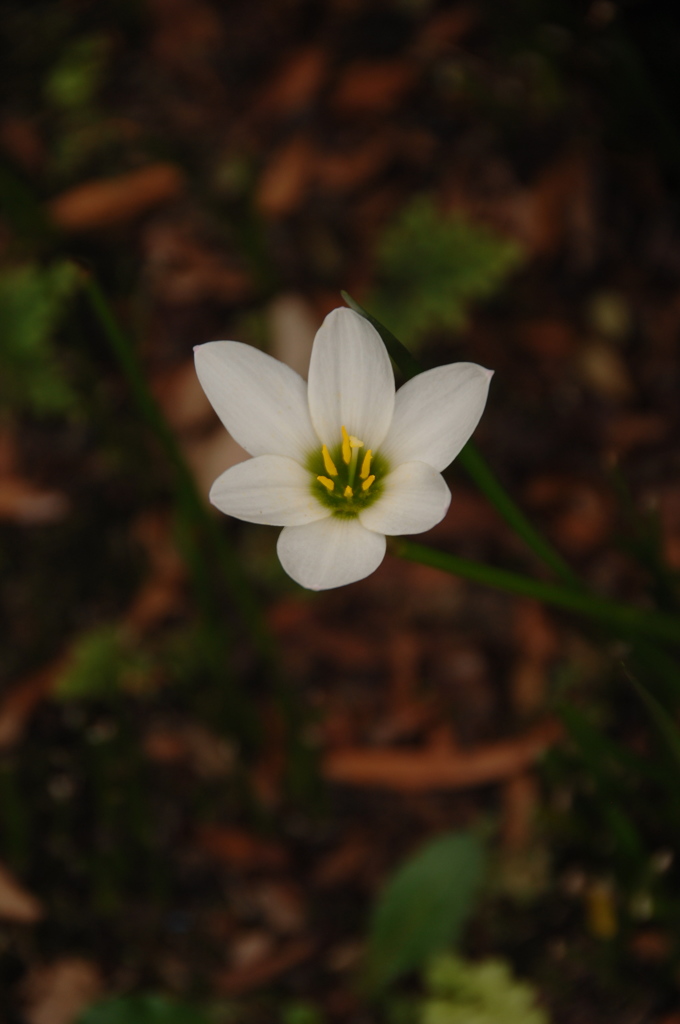 名刹の夏花…３