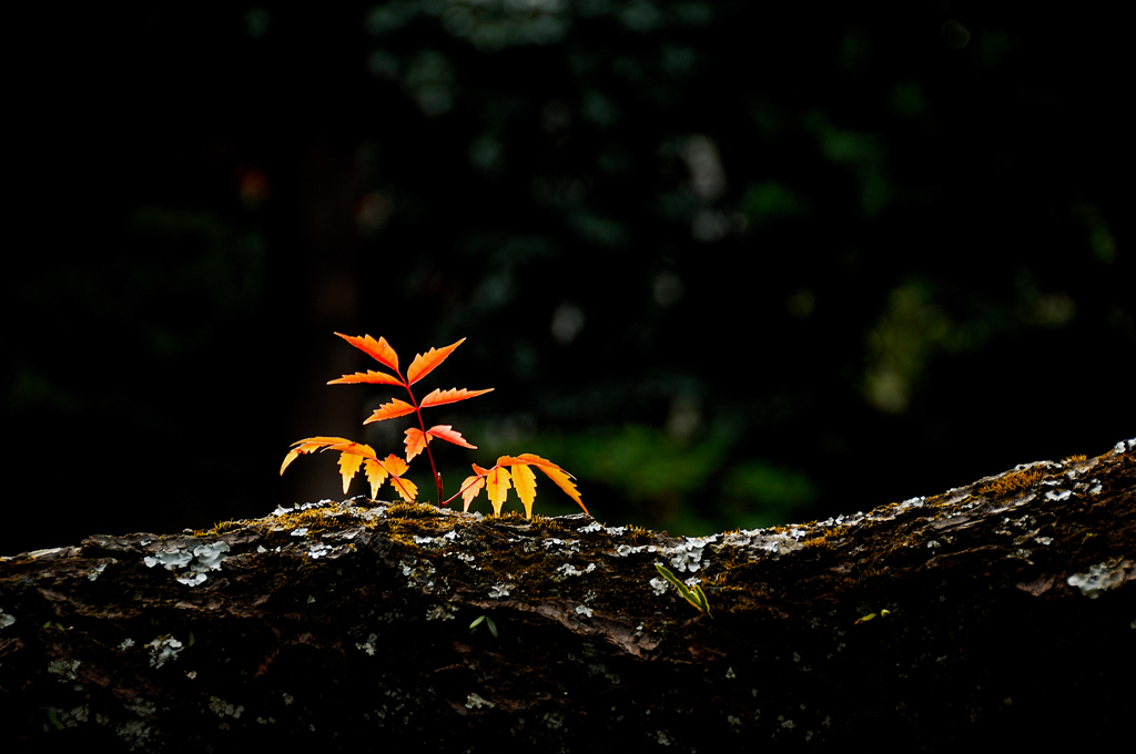 古刹の紅景…３