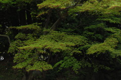 積層の新緑色…