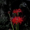 真紅の艶花…１