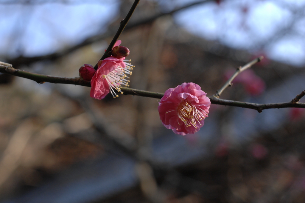 新春の古刹 妙本寺の紅梅…１