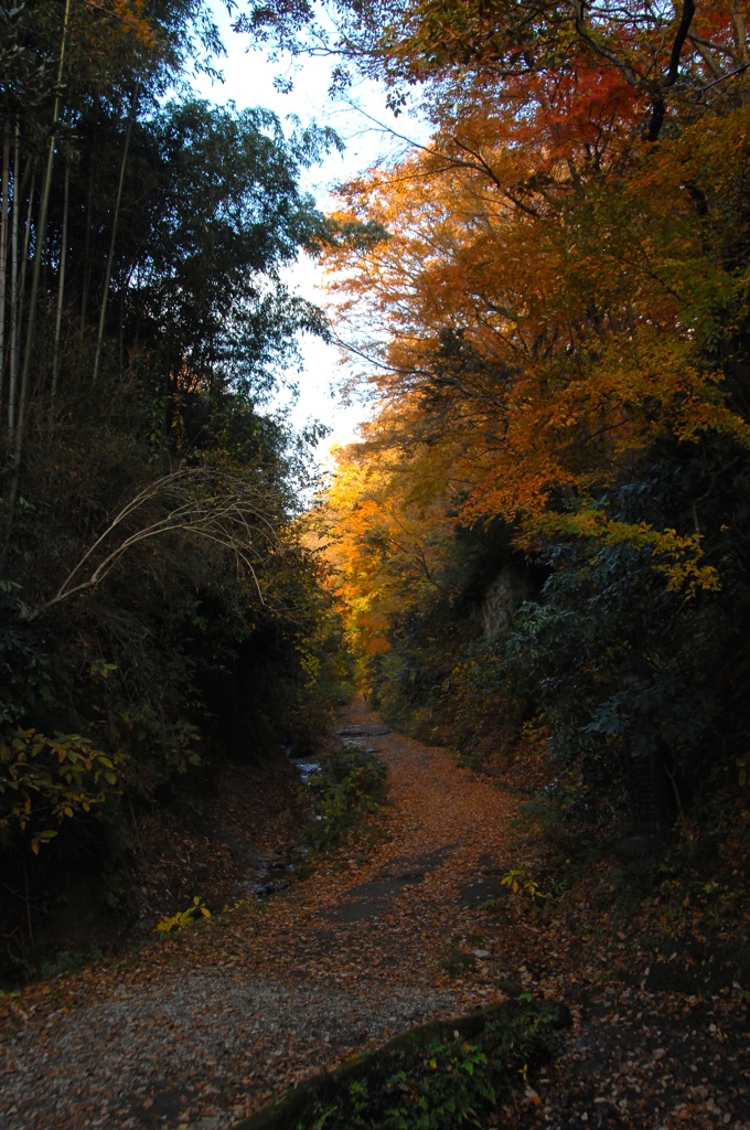 晩秋の鎌倉古道…１