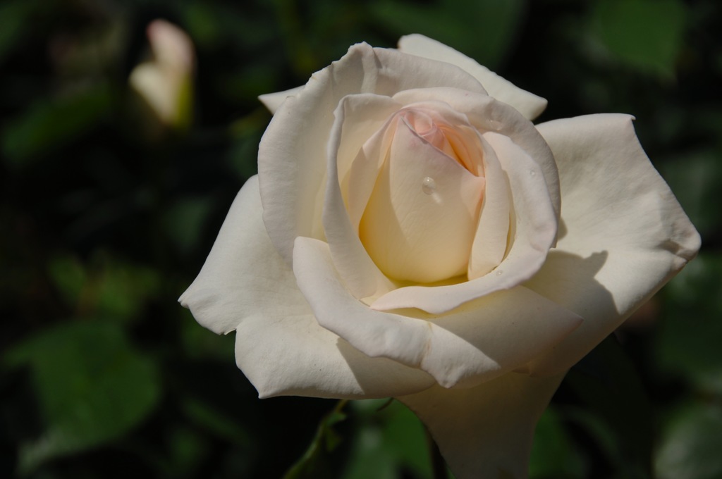 春光に映える薔薇…２